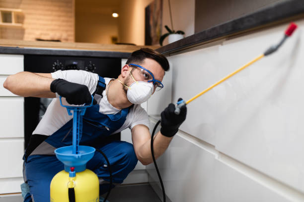 Best Termite Control Services  in Plainville, KS