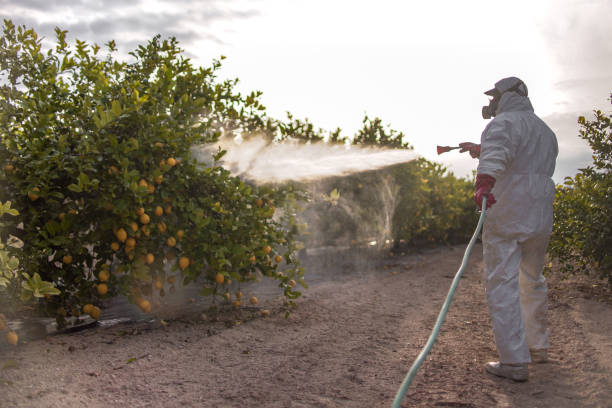 Wasp Removal Services in Plainville, KS