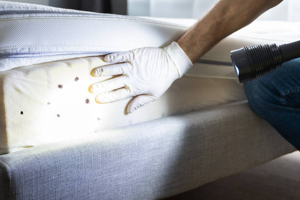 Best Pest Control Near Me in Plainville, KS