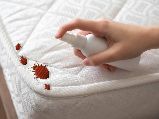 Best Pest Removal Services  in Plainville, KS