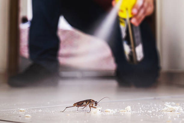 Best Affordable Pest Control Services  in Plainville, KS